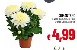 IperFamila Crisantemo offerta