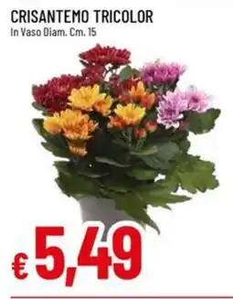 IperFamila Crisantemo Tricolor offerta