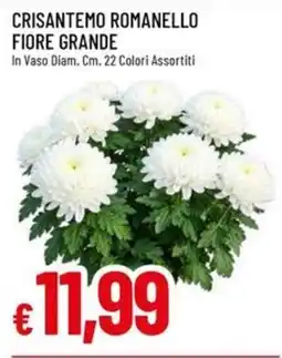 IperFamila Crisantemo Romanello Fiore Grande offerta
