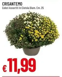 IperFamila Crisantemo offerta