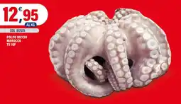 Adhoc Polpo riccio Marocco offerta