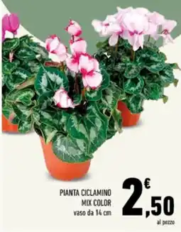 Conad Tuday Pianta ciclamino mix color offerta