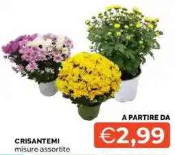 Mercatò Crisantemi misure assortite offerta