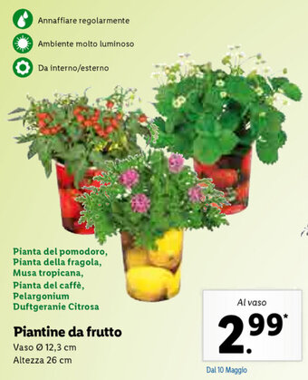Piantine da frutto