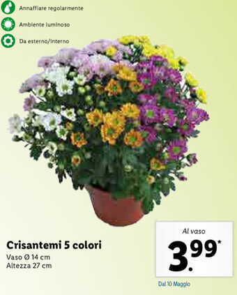 Lidl Crisantemi 5 colori offerta