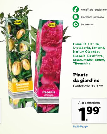 Lidl Piante da giardino offerta