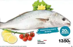 Superconti Ombrina boccadoro offerta