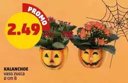 PENNY Kalancheo vaso zucca offerta