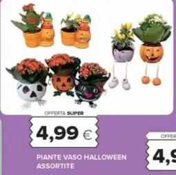 Oasi Piante vaso halloween assortite offerta