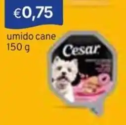 Sirene Blu umido cane Cesar offerta