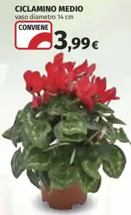 Ipercoop Ciclamino medio offerta