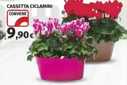 Ipercoop Cassetta ciclamini offerta