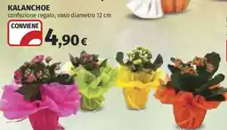 Ipercoop Kalanchoe offerta