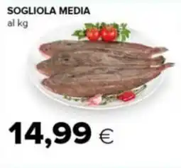 Tigre Sogliola media offerta