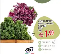 Centro Oceano Cavolo Riccio Bianco e Rosso Cipo Jesi offerta