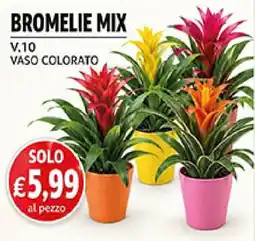 Coal Bromelie mix offerta