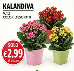 Coal Kalandiva offerta