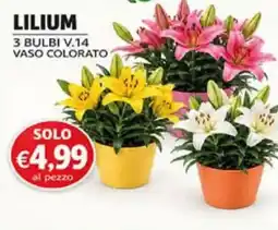 Superstore Coal Lilium offerta