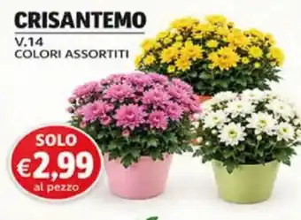 Crisantemo