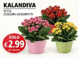 Superstore Coal Kalandiva offerta