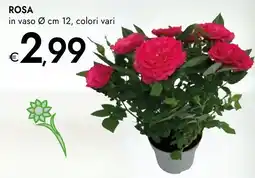 Bennet Rosa offerta
