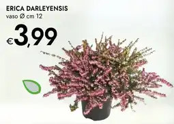 Bennet Erica darleyensis offerta
