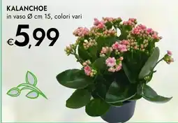 Bennet Kalanchoe offerta