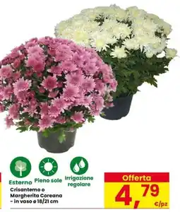 Eurospar Crisantemo o Margherita Coreana offerta