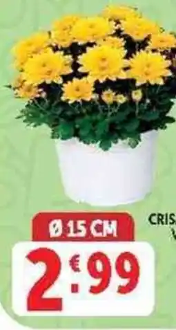 Deco Supermercati Crisantemo offerta