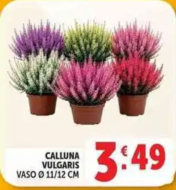 Deco Supermercati Calluna vulgaris offerta