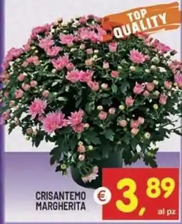 Centro Commerciale Discount Crisantemo Margherita offerta