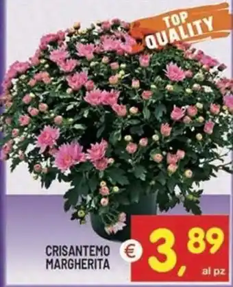 Crisantemo Margherita