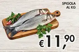 Maxi Coal Spigola offerta