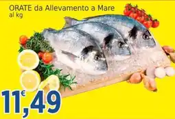 Market Ingross Orate da Allevamento a Mare offerta