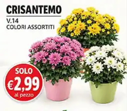 Maxi Coal Crisantemo offerta