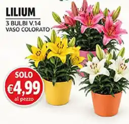 Maxi Coal Lilium offerta