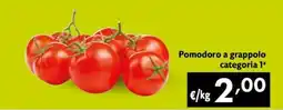Maxi Family Pomodoro a grappolo categoria 1ª offerta