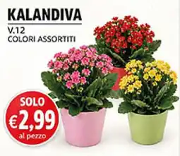 Maxi Coal Kalandiva V.12 Colori Assortiti offerta