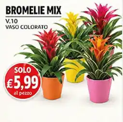Maxi Coal Bromelie Mix offerta