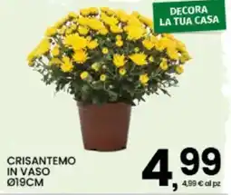 Interspar Crisantemo in vaso offerta