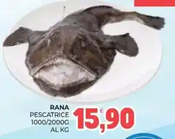 Eté Rana pescatrice offerta