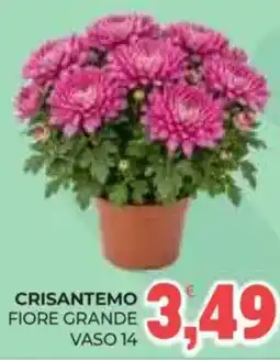 Eté Crisantemo fiore grande offerta