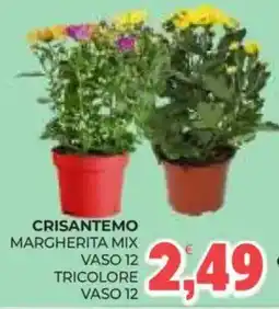 Eté Crisantemo margherita mix tricolore offerta