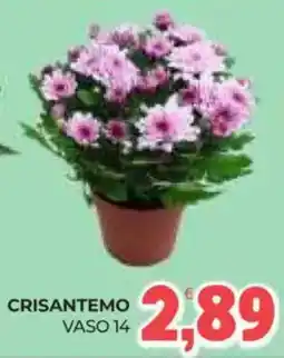 Eté Crisantemo Vaso 14 offerta