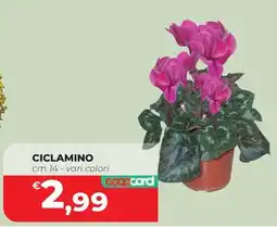 Coop Master Alleanza 3.0 Ciclamino offerta