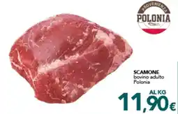 Altasfera Scamone bovino adulto Polonia offerta