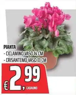 Coop Ciclamino vaso 14 cm offerta