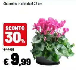 Iper La Grande Ciclamino in ciotola offerta