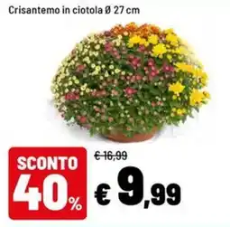 Iper La Grande Crisantemo in ciotola offerta