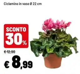 Iper La Grande Ciclamino in vaso offerta